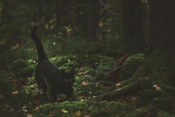 Черная кошка в лесу