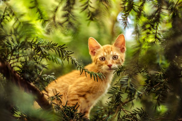 Рыжий кот в лесу