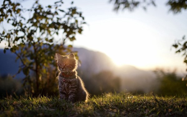Котенок на закате