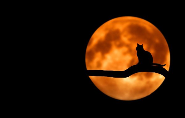 Котики на фоне луны