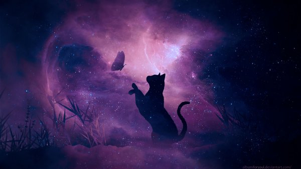 Котики на фоне неба