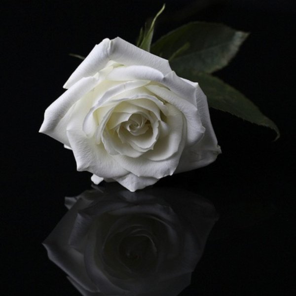 Красивая белая роза на черном фоне