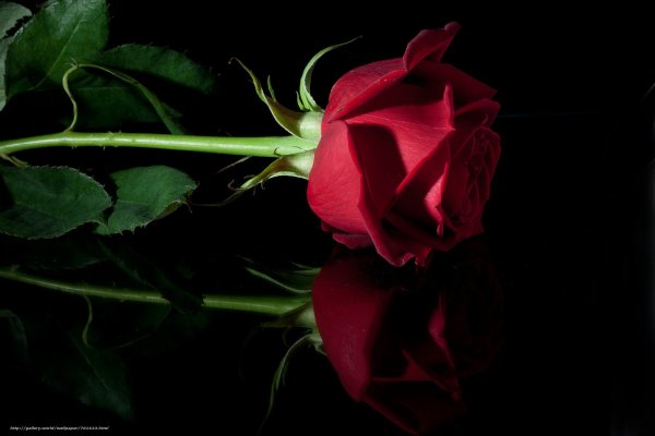 Красивая красная роза на черном фоне