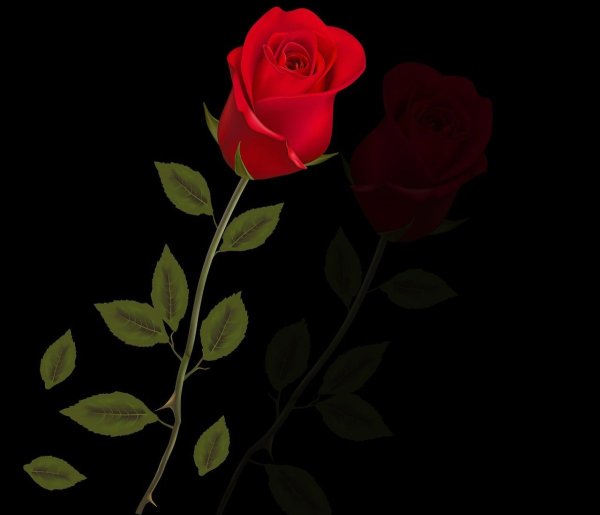 Красные розы на темном фоне