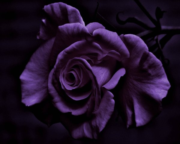 Красивые фиолетовые цветы на черном фоне