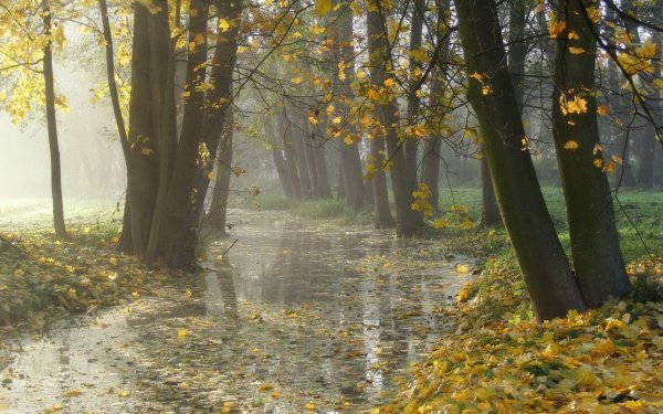 Осень дождливая лес
