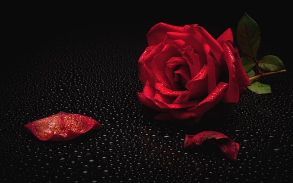 Красивые розы на черном фоне