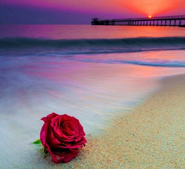 Розы на фоне моря