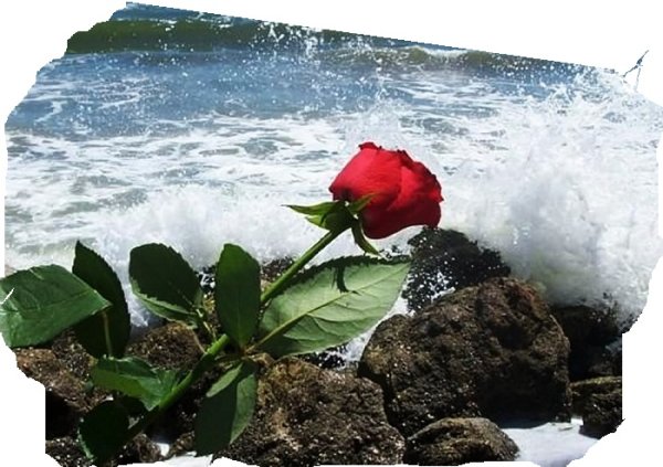 Красные цветы на море