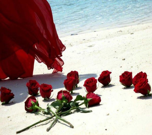 Красивые розы на фоне моря