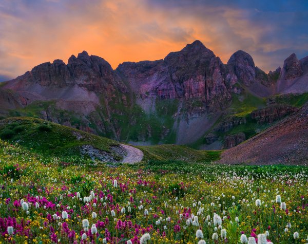 Цветы в горах Колорадо