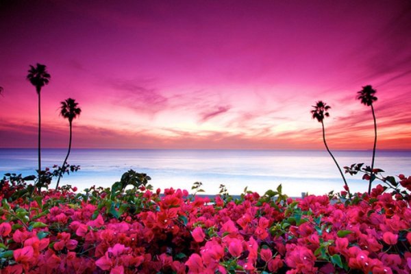 Красивые цветы на фоне моря