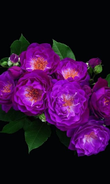 Фиолетовые пионы и розы