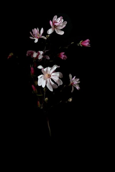 Красивые цветы на темном фоне вертикальные