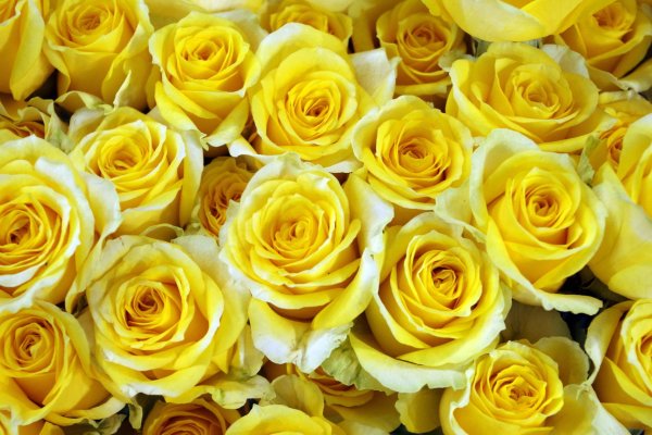 Красивые желтые розы для фона