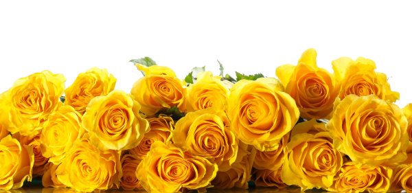 Желтые розы без фона