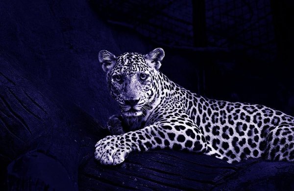 Леопард и Ягуар 4к