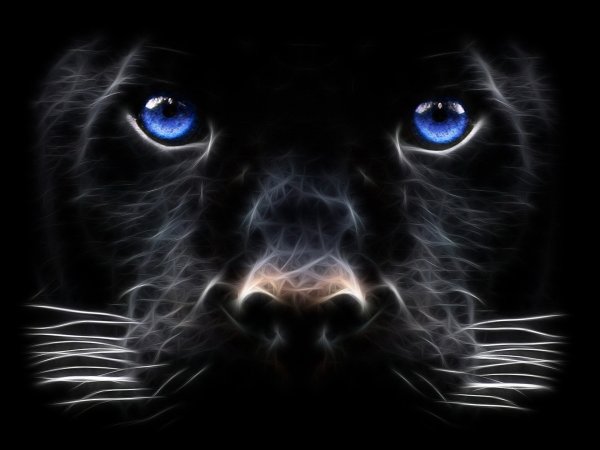 Пантера с голубыми глазами