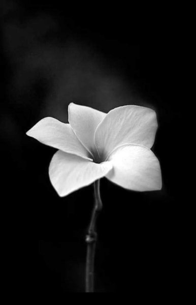 Красивые цветы черно белые