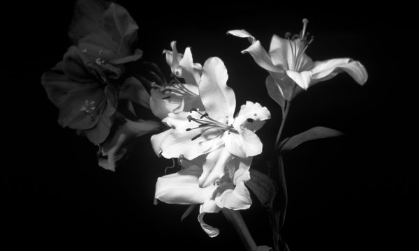 Красивый белый цветок на черном фоне