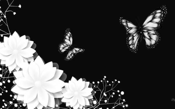 Красивый черный фон с бабочками