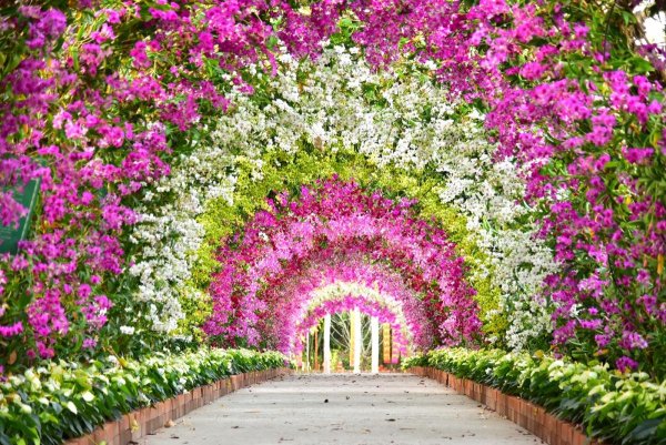 Красивый фон арка с цветами
