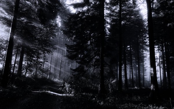Шварцвальд темный лес