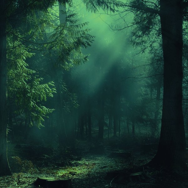 Мрачный зеленый лес