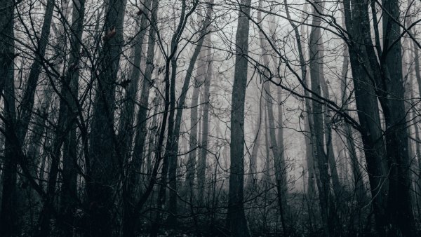 Серый лес
