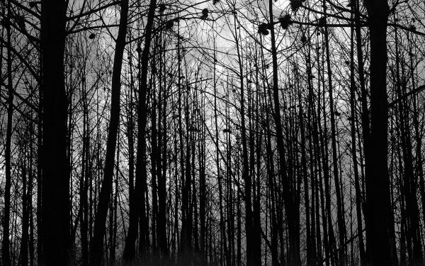 Темный лес черно белый