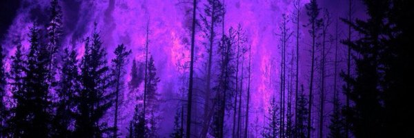 Темно фиолетовый лес