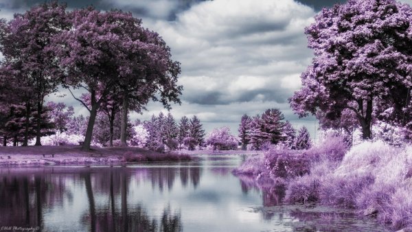 Природа в фиолетовых тонах