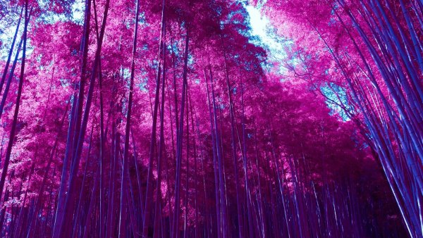 Пурпурный бамбук