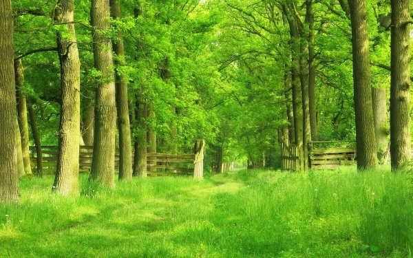 Зеленый лес