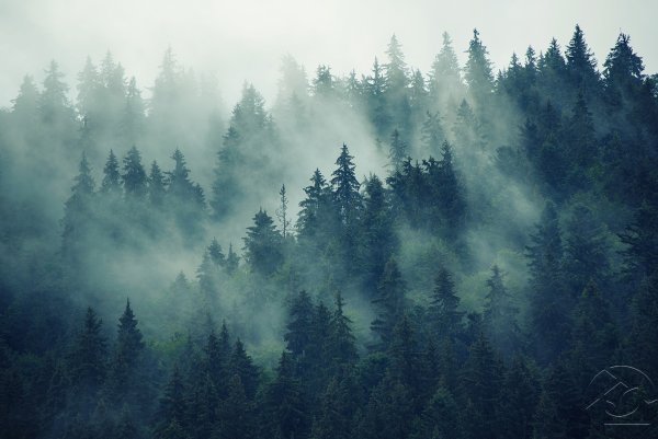 Аффреско туманный лес