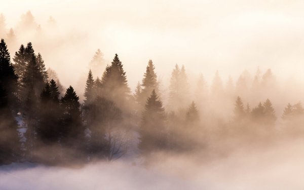 Affresco туманный лес