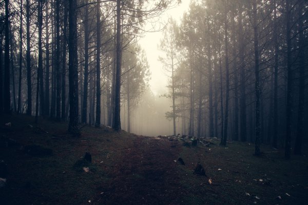 Темный лес