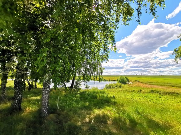 Березовая роща Томск