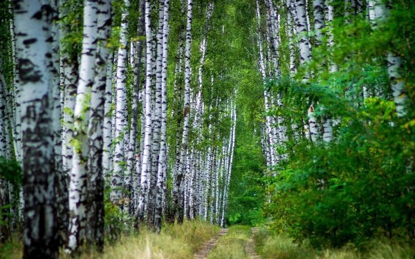 Березовая роща Горно Алтайск