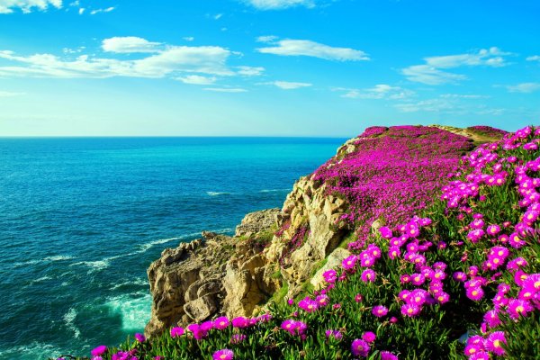 Красивый фон море и цветы