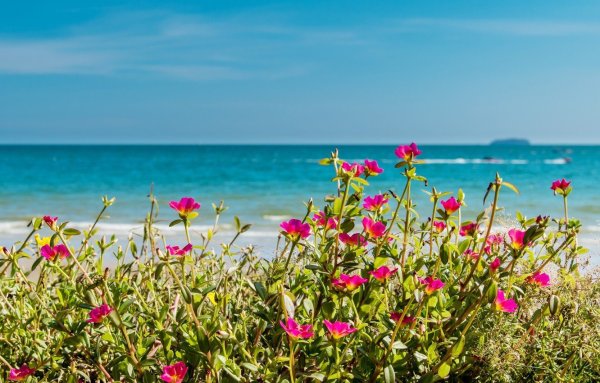 Цветы морского побережья
