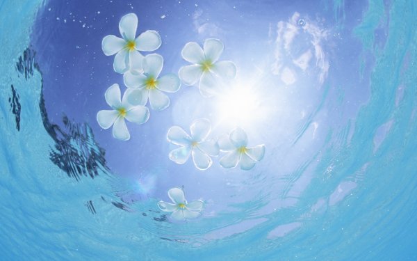 Голубой цветок на воде
