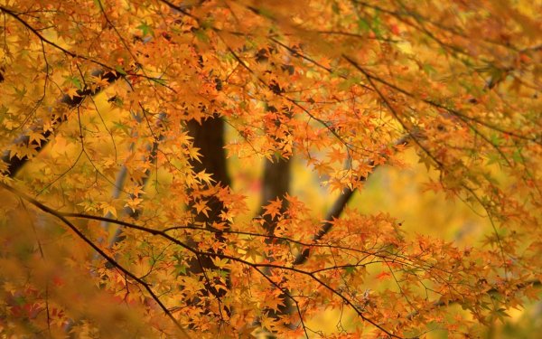 Осенняя листва картинки