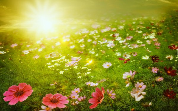 Солнечная Поляна с цветами