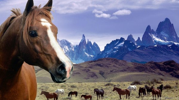 Красивый фон природа с лошадьми
