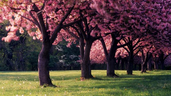 Сакура черри блоссом розовый сад