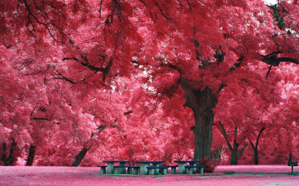 Красивый фон с розовыми деревьями