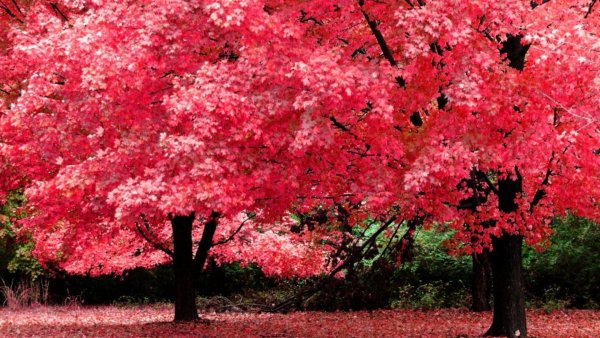Дерево с розовыми листьями