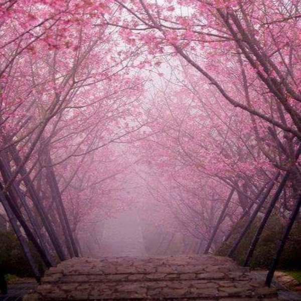 Японское дерево розовое