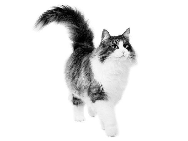 Рагамаффин кошка черно белая